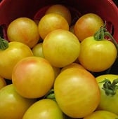Bi-Color Cherry Tomato TM595-20_Base